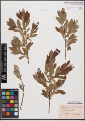 Salix aurita L. x Salix viminalis L.
